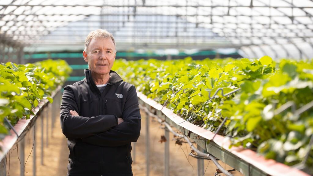 John Green of Green’s Berry Farm, Gorey, Co Wexford, used to sell 75 per cent of his strawberries to supermarkets. Now he’s reversed that and 75 per cent of the crop is bought by customers who come to his farm. Photograph: Patrick Browne