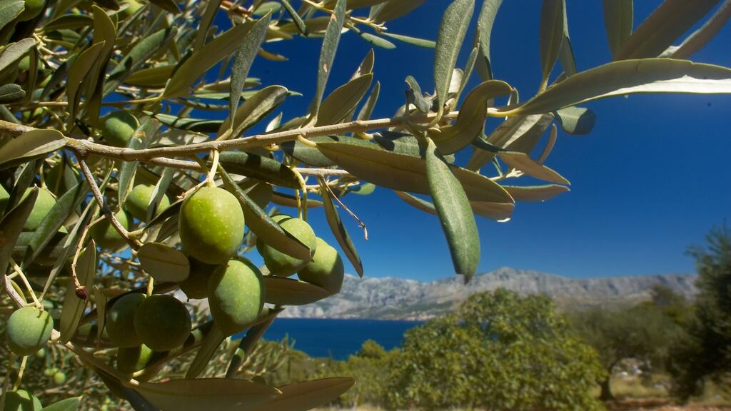 The Olive (Olea europaea) is a species of small tree in the family Oleaceae, native to coastal areas of the eastern Mediterranean region