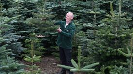 Which are greener, real or artificial Christmas trees?