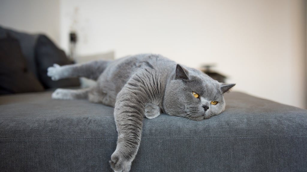 “My early training in idleness stood me in good stead” Photograph: Getty Images