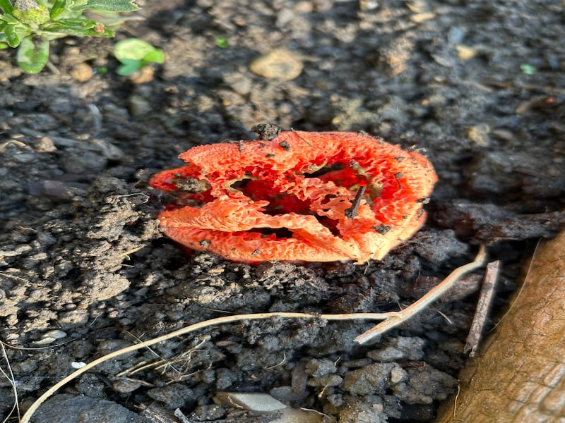 Red latticed stinkhorn fungus. Photograph: Karen Randall