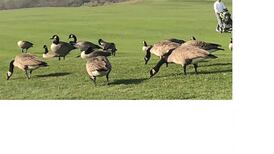 Can you identify the bird that built this nest? Readers’ nature queries