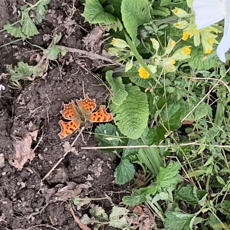 A comma butterfly. Photograph supplied by lena Clarke