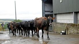 Profits double  at Donegal Investment Group despite revenue decline