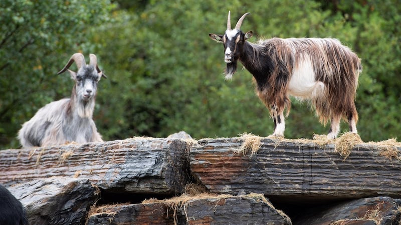 Old Irish goats in the Wild Ireland Sanctuary in Burnfoot, Co Donegal. Photograph: Joe Dunne