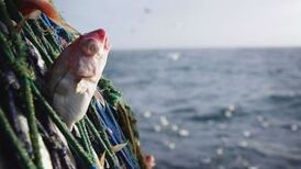 Creed says EU fish quota negotiations ‘very challenging’