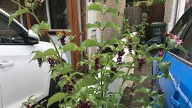 Himalayan honeysuckle spreads easily and is categorised as an invasive species