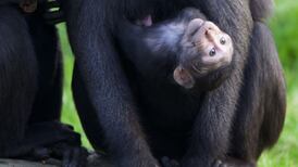 New arrivals at Dublin Zoo in time for Christmas