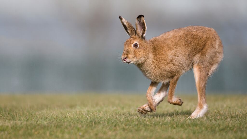 An animal welfare charity and a Government agency have signed an agreement to tackle what they said was the ‘growing problem’ of wildlife crime. Photograph: Andrew Kelly