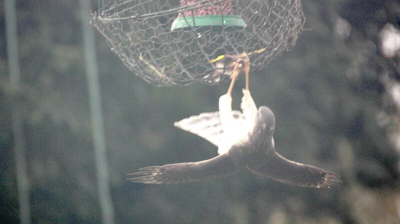 A sparrowhawk attacks.