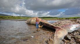 Removing 19-metre whale from Kerry beach hindered by ‘awkward’ location