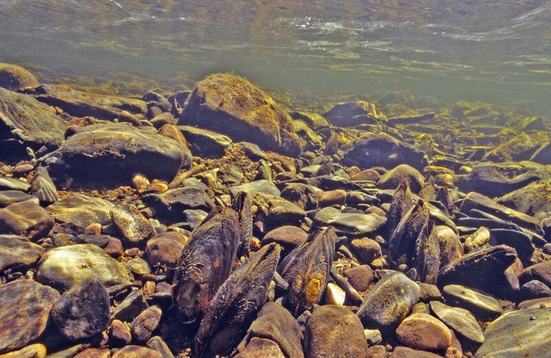 Scottish mussels: There is no better indicator of pristine water quality than a successfully reproducing population of mussels in a river. Photograph: Sue Scott/SNH/PA