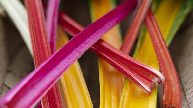 The colourful leaves of Swiss chard make a lively addition to a salad. Photographs: Richard Johnston