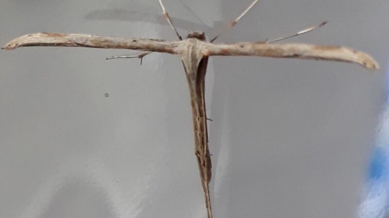 Christy Power’s plume moth