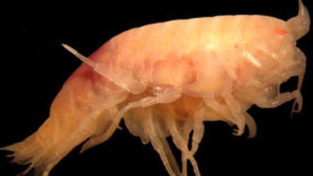 The paracallisoma alberti species of amphipod. Image: National Oceanography Centre  (noc.ac.uk)