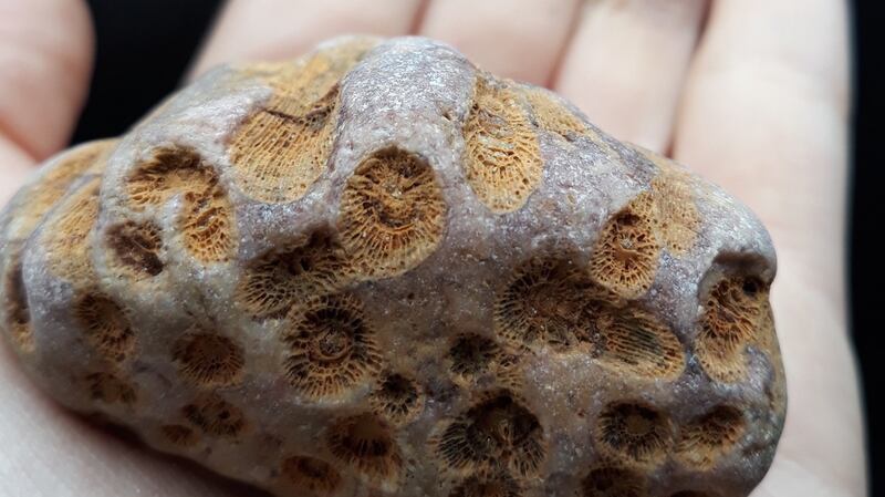 Fossils of a colony of corals embedded in the rock
