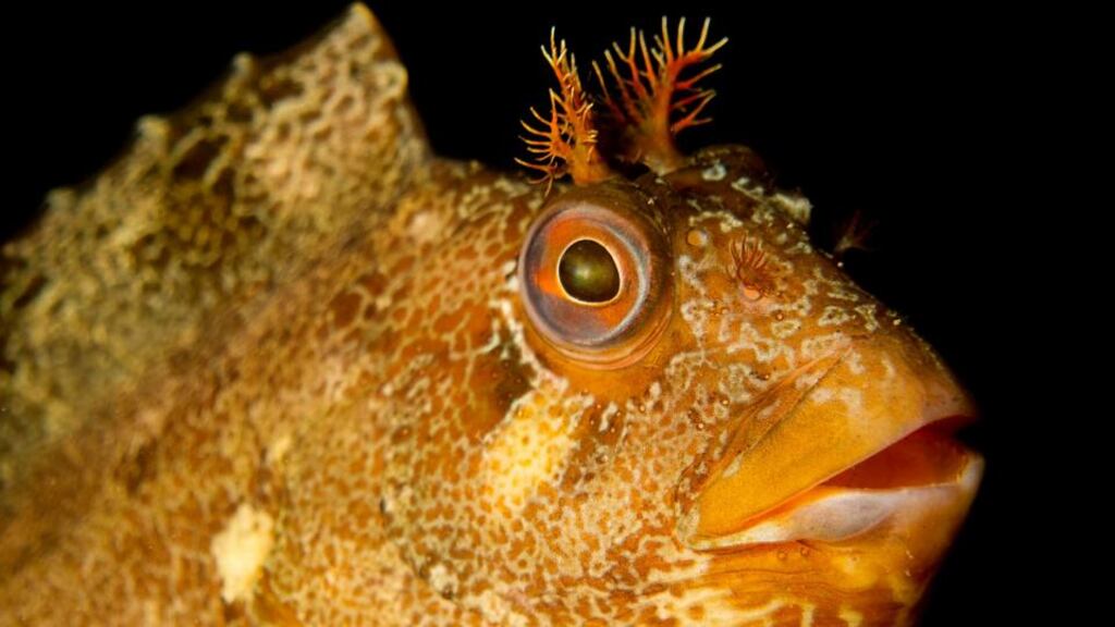 Tompot Blenny, Swanage, UK. Photograph by Jackie Campbell from her portfolio which has won the British Society of Underwater Photographers Open portfolio competition.