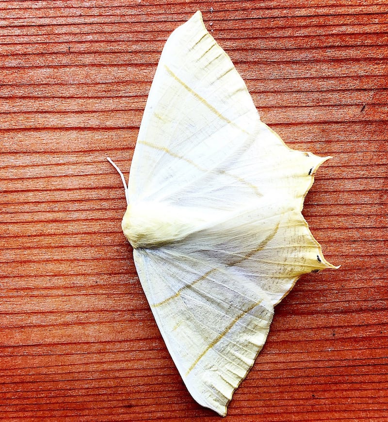 swallowtail moth