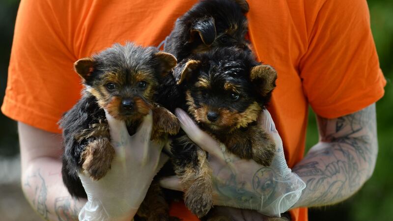 Some of the Yorkshire cross puppies rescued from a car at Dublin Port, pictured at the DSPCA, Rathfarnham, Dublin. Photograph: Dara Mac Dónaill / The Irish Times
