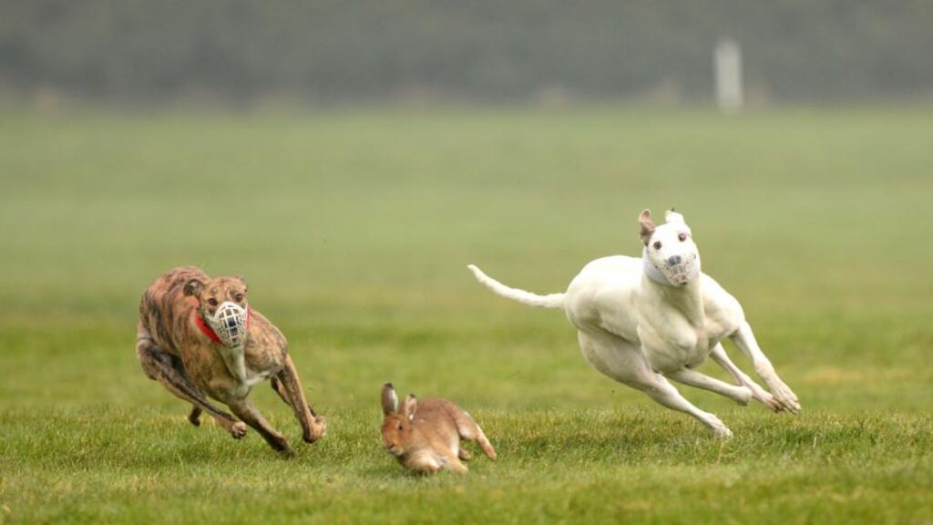 The National Coursing Finals in Powerstown Park, Clonmel, Co Tipperary, which was picketed by protesters and members of Animal Rights Action Network (Aran). Photograph: Dara Mac Dónaill