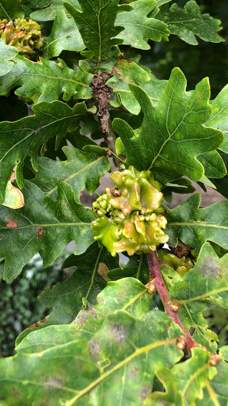 Knopper Gall on Oak. Photograph: Jenny Donohoe