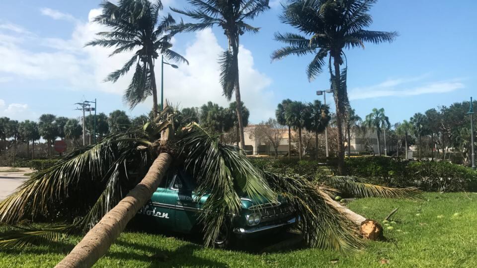 A palm tree lies on top of a 1959 Chevy in the wake of Hurricane Irma in Marco Island, Florida, US. Photograph: Brian Thevenot/Reuters