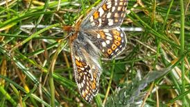 Is this species of butterfly getting rarer? Readers’ nature queries