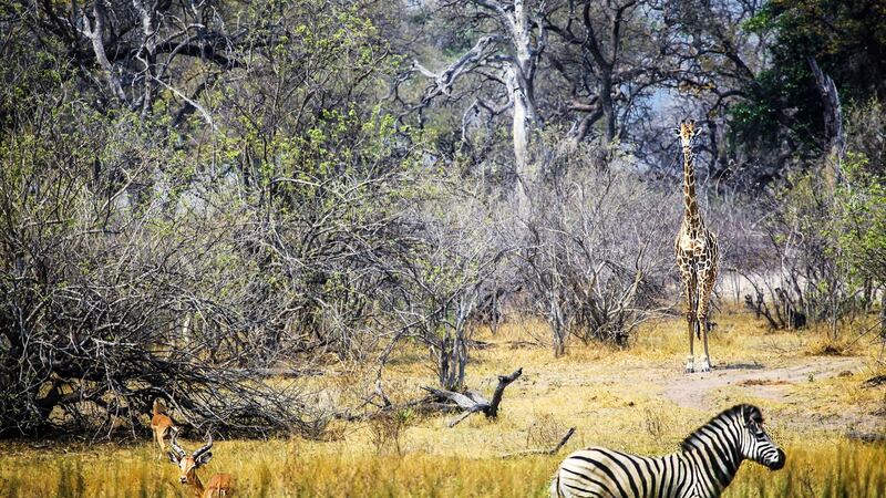Wildlife, Botswana