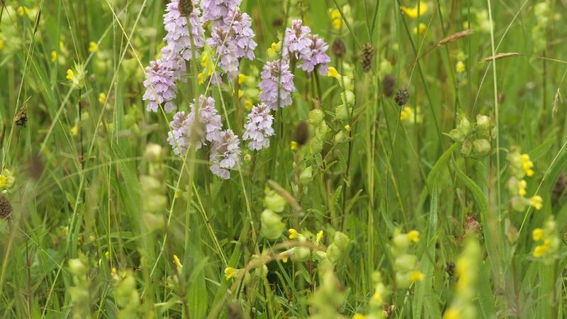 Heath spotted orchids, yellow rattle and ribwort in Kilmacurragh’s lower meadows. Photograph: Richard Johnston
