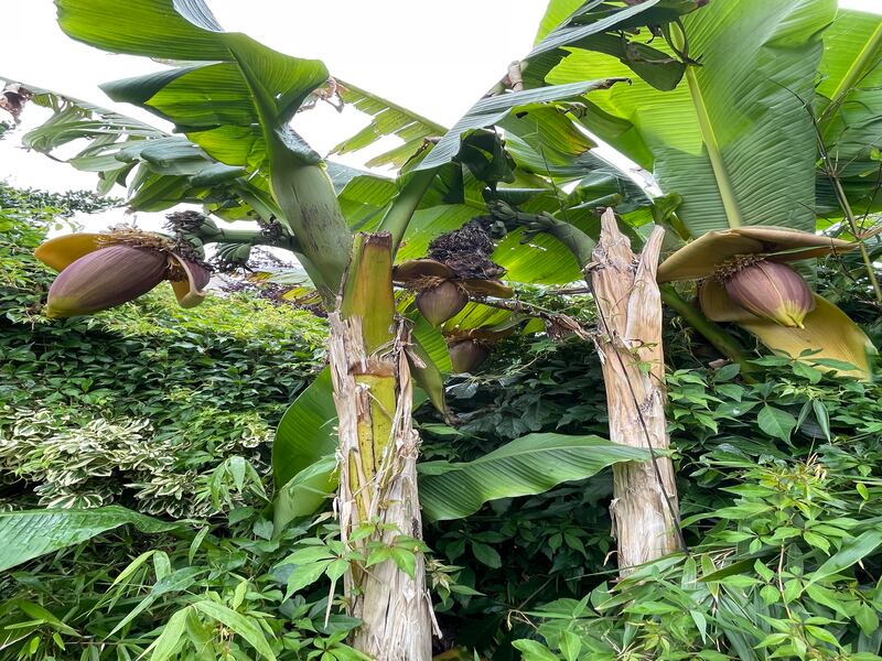 Japanese banana plant. Photograph supplied by Emmet Murphy