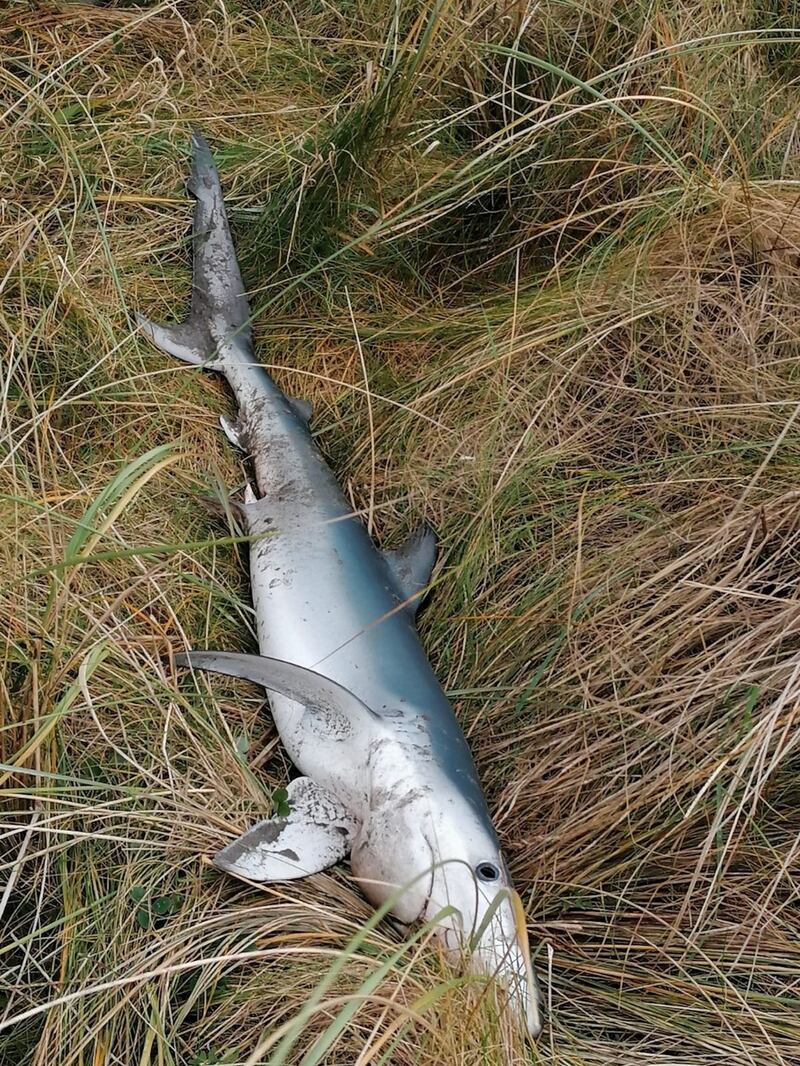 A young blue shark found at Rosses Point, Sligo.