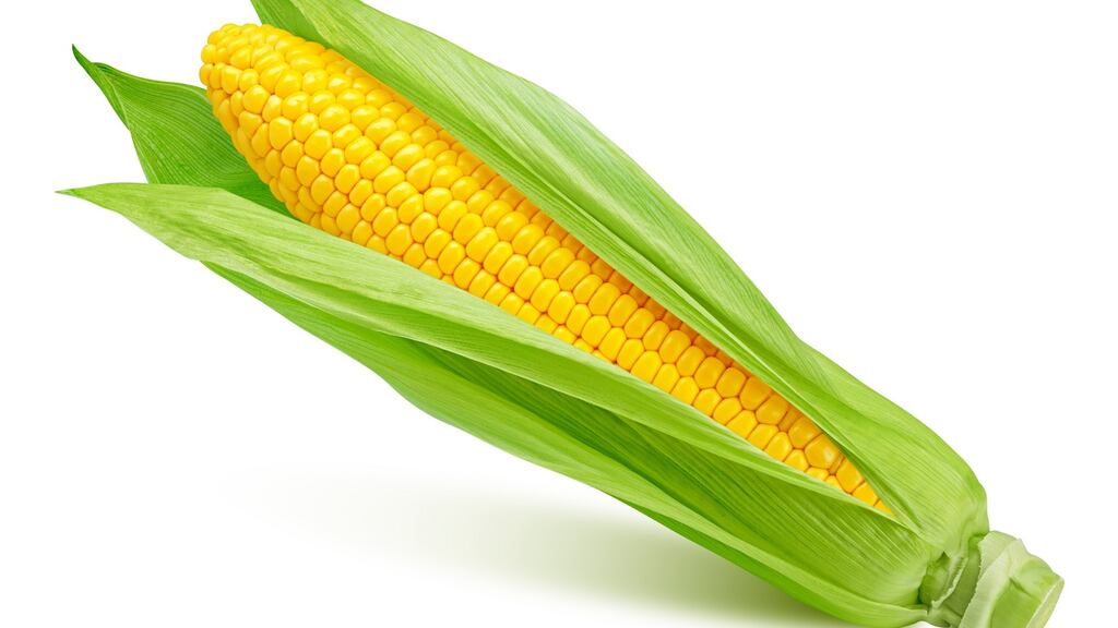 While corn arrived in Europe 500 years ago,  corn tortillas have only recently become available in the supermarket. Photograph: iStock