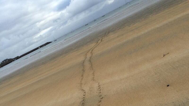 Eye on nature: the seal tracks that Heather Wood saw near Mullaghmore, in Co Sligo