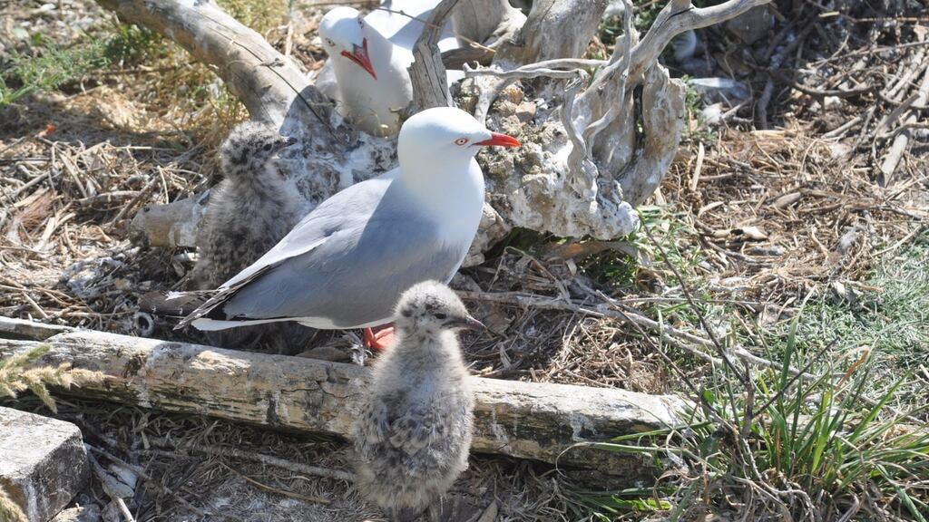 Red-billed seagulls settle into their new home on Auckland waterfront. Photograph: Auckland council/ Supplied