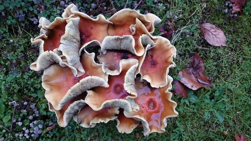 Eyes on nature: the Hypholoma mushroom that John Mullins photographed in October
