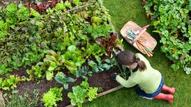 Six ways to get your garden ready for spring