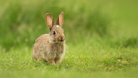 Disease fatal to rabbits and hares confirmed in Ireland
