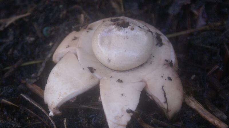 Eyes on nature: the earthstar mushroom that Gerry Burns found in his garden in Co Armagh