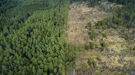 Sharp increase in destruction of world’s forests last year