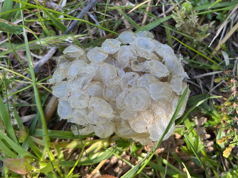 Empty egg mass. Photograph supplied by John Mulcahy