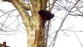 Eye on Nature: Your notes and queries for Ethna Viney