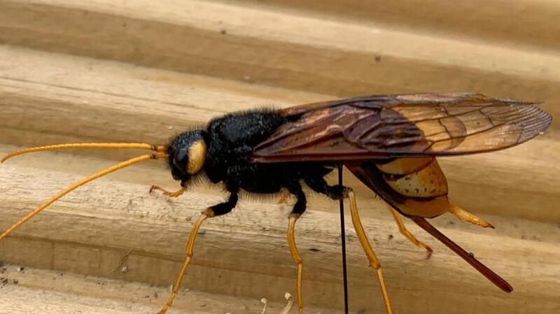 Sawfly, the female uses her ovipositor to bore into pine tree where she lays her eggs.