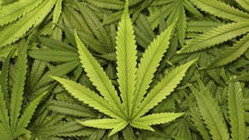 Bill proposed to allow use of cannabis for medicinal purposes