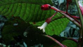 Irish botanists discover previously unknown tree species in Honduras