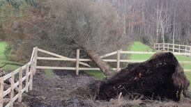 Ireland’s trees face growing challenges in era of climate change