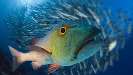 Australia gives poorest ever outlook for Great Barrier Reef