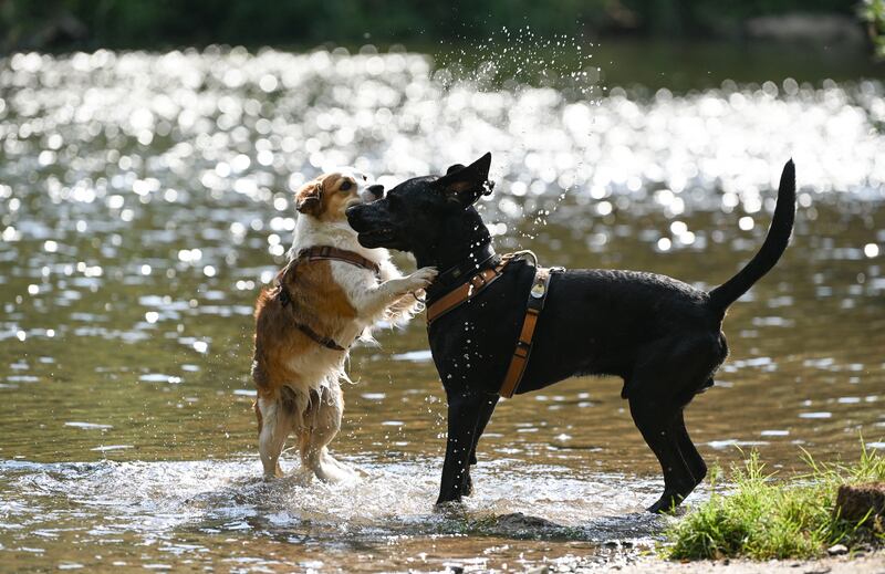 Dogs cool off in the river in Murr, southwestern Germany, in June as temperatures exceeded 32 degrees. Photograph: Thomas Kienzle/Getty