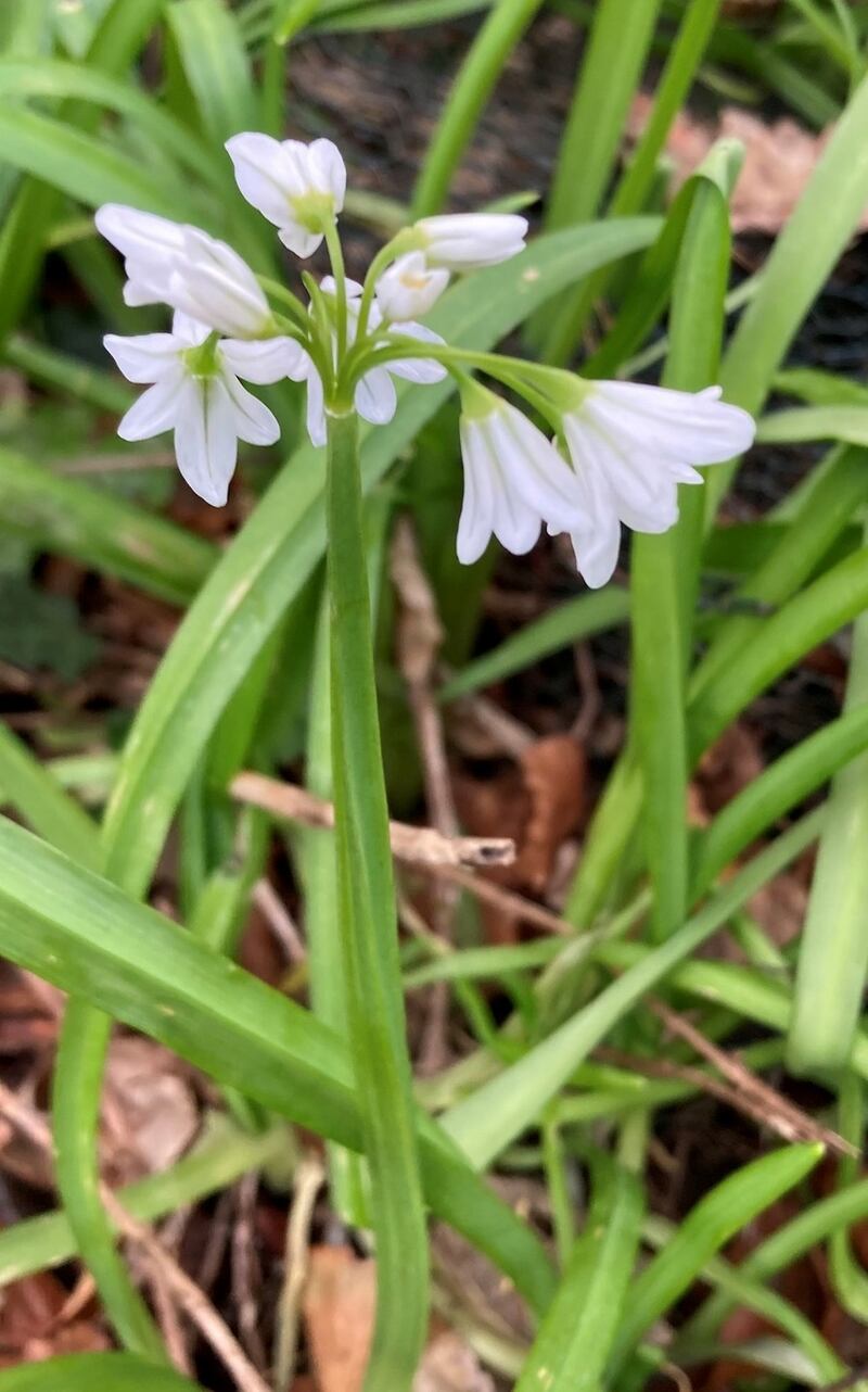 Three-cornered leeks/garlic