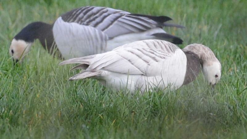 Barnacle geese: they winter on the western islands of Scotland and in coastal parts of Mayo, Sligo and Donegal