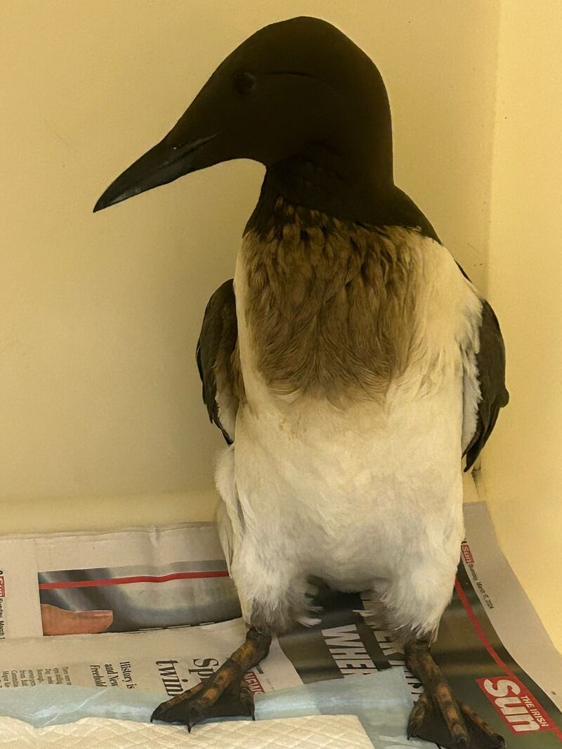 A guillemot covered in oil discovered by Kildare Wildlife Rescue on Greystones beach. Photograph: Kildare Wildlife Rescue